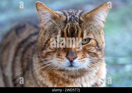 Nahaufnahme einer gewöhnlichen, Tiger aussehenden Hauskatze, die auf der Straße gefunden wurde Stockfoto