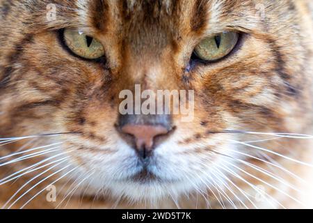 Nahaufnahme einer gewöhnlichen, Tiger aussehenden Hauskatze, die auf der Straße gefunden wurde Stockfoto