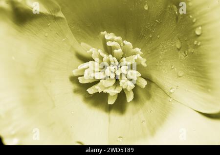 kalifornische Mohnblume mit intensiver Farbe und Farbton ändert sich mit Wassertropfen zu schwachem Gelb Stockfoto