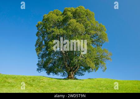 Große Linde in Oberaegeri, Kanton Zug, Schweiz Stockfoto