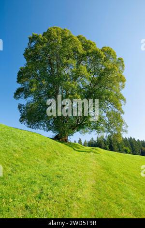 Große Linde in Oberaegeri, Kanton Zug, Schweiz Stockfoto