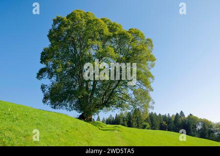 Große Linde in Oberaegeri, Kanton Zug, Schweiz Stockfoto