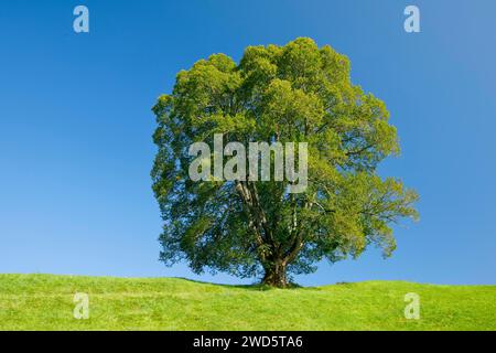 Große Linde in Oberaegeri, Kanton Zug, Schweiz Stockfoto