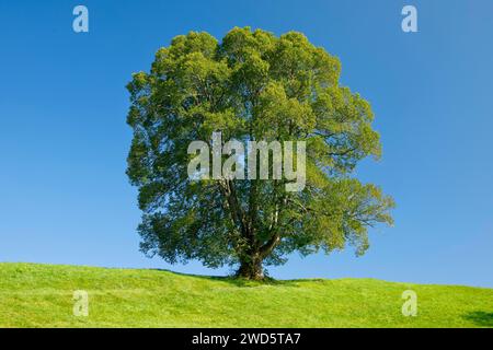 Große Linde in Oberaegeri, Kanton Zug, Schweiz Stockfoto