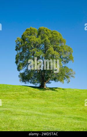 Große Linde in Oberaegeri, Kanton Zug, Schweiz Stockfoto