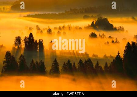 Nebel und Wald im Rothenthurm-Hochmoor, Kanton Schyz, Schweiz Stockfoto