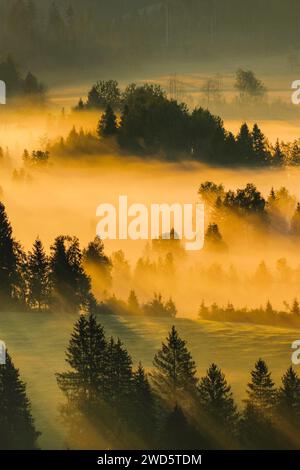 Nebel und Wald im Rothenthurm-Hochmoor, Kanton Schyz, Schweiz Stockfoto