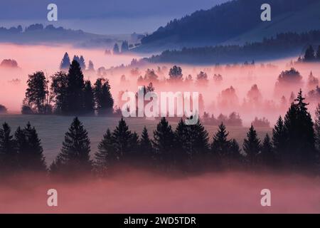 Nebel und Bäume am Rothenthurm im Kanton Schyz, Schweiz Stockfoto