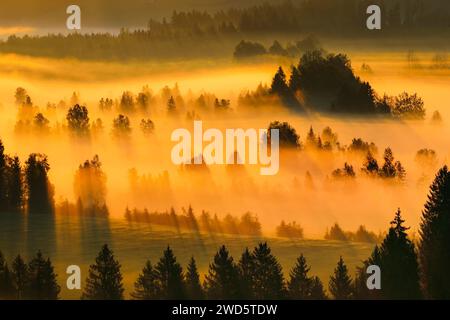 Nebel und Wald im Rothenthurm-Hochmoor, Kanton Schyz, Schweiz Stockfoto