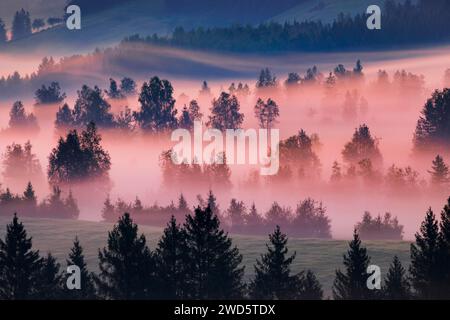 Nebel und Bäume am Rothenthurm im Kanton Schyz, Schweiz Stockfoto