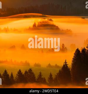 Nebel und Wald im Rothenthurm-Hochmoor, Kanton Schyz, Schweiz Stockfoto