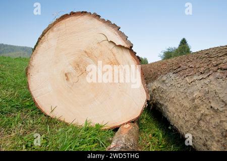 Frisch gefällter Baumstamm einer großen Kiefer, Schweiz Stockfoto