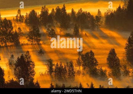 Nebel und Bäume am Rothenthurm im Kanton Schyz, Schweiz Stockfoto