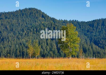 Birken im Rothenthurm Hochmoor, Kanton Schyz, Schweiz Stockfoto