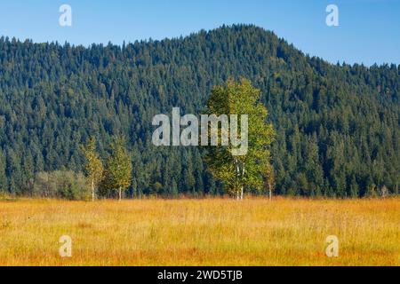 Birken im Rothenthurm Hochmoor, Kanton Schyz, Schweiz Stockfoto