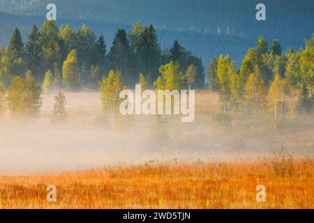 Nebel und Bäume am Rothenthurm im Kanton Schyz, Schweiz Stockfoto