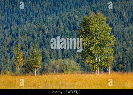 Birken im Rothenthurm Hochmoor, Kanton Schyz, Schweiz Stockfoto