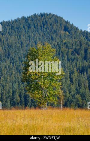 Birken im Rothenthurm Hochmoor, Kanton Schyz, Schweiz Stockfoto