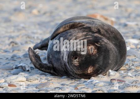 Graurobbenbaby in schwarzem Fell am Strand auf der Insel Duene bei Helgoland, Deutschland Stockfoto