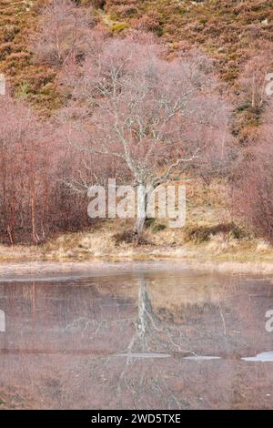 Rötliche Birken, die mit Moos bewachsen sind, spiegeln sich im Wasser eines mit Eisschollen bedeckten Löchs wider, im Winter in den schottischen Highlands bei Contin Stockfoto