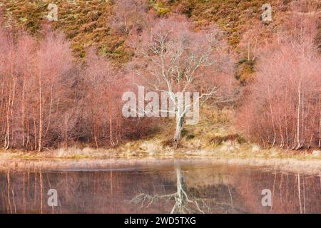 Rötliche Birken, die mit Moos bewachsen sind, spiegeln sich im Wasser eines mit Eisschollen bedeckten Löchs wider, im Winter in den schottischen Highlands bei Contin Stockfoto