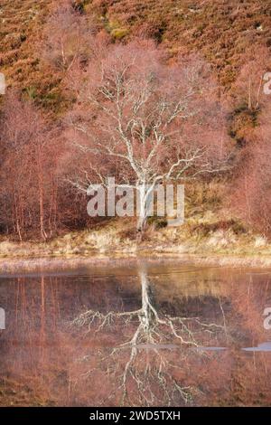 Rötliche Birken, die mit Moos bewachsen sind, spiegeln sich im Wasser eines mit Eisschollen bedeckten Löchs wider, im Winter in den schottischen Highlands bei Contin Stockfoto