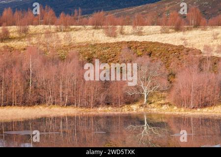 Rötliche Birken, die mit Moos bewachsen sind, spiegeln sich im Wasser eines mit Eisschollen bedeckten Löchs wider, im Winter in den schottischen Highlands bei Contin Stockfoto