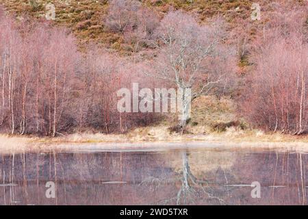 Rötliche Birken, die mit Moos bewachsen sind, spiegeln sich im Wasser eines mit Eisschollen bedeckten Löchs wider, im Winter in den schottischen Highlands bei Contin Stockfoto