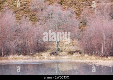 Rötliche Birken, die mit Moos bewachsen sind, spiegeln sich im Wasser eines mit Eisschollen bedeckten Löchs wider, im Winter in den schottischen Highlands bei Contin Stockfoto