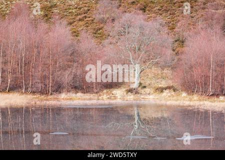 Rötliche Birken, die mit Moos bewachsen sind, spiegeln sich im Wasser eines mit Eisschollen bedeckten Löchs wider, im Winter in den schottischen Highlands bei Contin Stockfoto