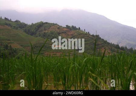 龙胜镇 (龙胜县) 中國 Longsheng Reisterrassen, Dazhai Longji Ping'an Zhuang, China; Oryza sativa L.; Reissetzlinge auf dem Hintergrund der Berge Stockfoto