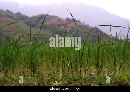 龙胜镇 (龙胜县) 中國 Longsheng Reisterrassen, Dazhai Longji Ping'an Zhuang, China; Oryza sativa L.; Reissetzlinge auf dem Hintergrund der Berge Stockfoto