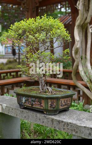 Wunderschöner Bonsai-Baum auf Steinoberfläche im Park Stockfoto