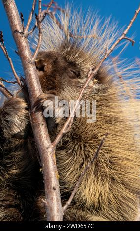 Stachelschweine aus nächster Nähe in den Saskatchewan Prairies Stockfoto