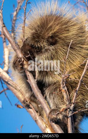 Stachelschweine aus nächster Nähe in den Saskatchewan Prairies Stockfoto