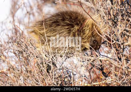 Stachelschweine aus nächster Nähe in den Saskatchewan Prairies Stockfoto