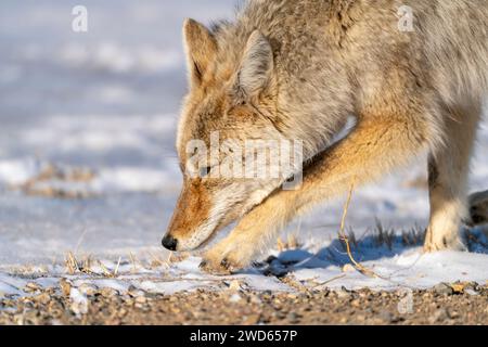 Prairie Coyote Canada Wildtier im ländlichen Saskatchewan Stockfoto