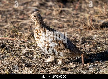 Ruffed Grouse Saskatchewan in Lek Paarung Tanz Ritual Stockfoto