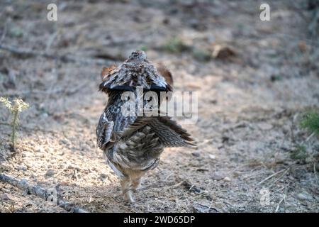 Ruffed Grouse Saskatchewan in Lek Paarung Tanz Ritual Stockfoto