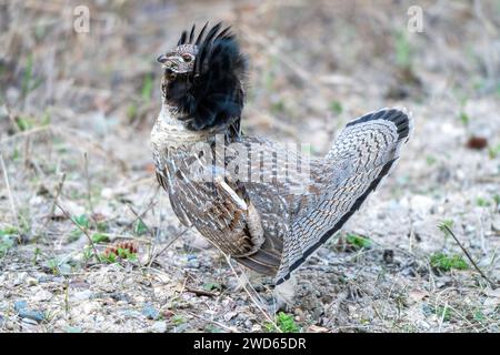 Ruffed Grouse Saskatchewan in Lek Paarung Tanz Ritual Stockfoto