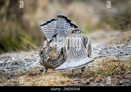 Ruffed Grouse Saskatchewan in Lek Paarung Tanz Ritual Stockfoto