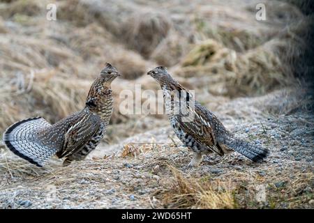 Ruffed Grouse Saskatchewan in Lek Paarung Tanz Ritual Stockfoto