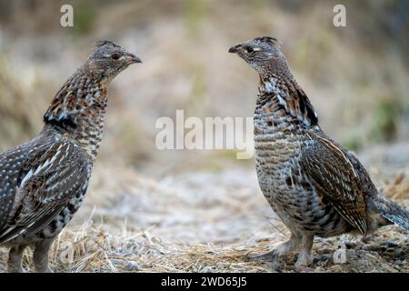 Ruffed Grouse Saskatchewan in Lek Paarung Tanz Ritual Stockfoto