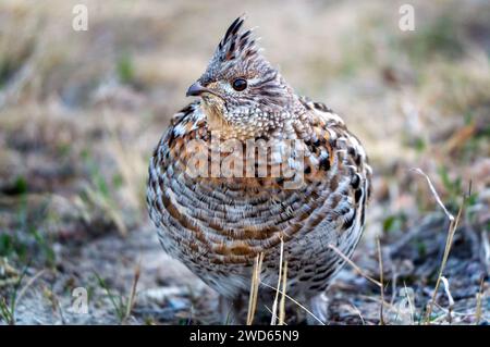 Ruffed Grouse Saskatchewan in Lek Paarung Tanz Ritual Stockfoto