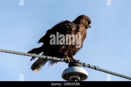 Rough Legged Hawk im Winter Saskatchewan Kanada Stockfoto