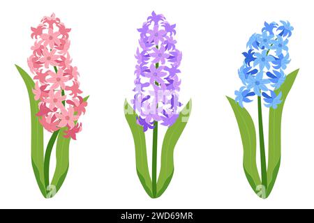 Satz rosa, lila und blaue Hyazinthen Blumen isoliert auf weißem Hintergrund. Vektorabbildung Stock Vektor