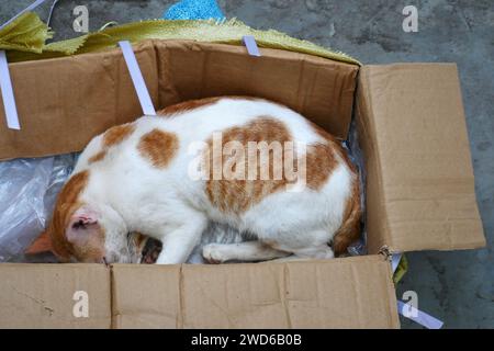 Eine arme orangene weiße Katze schläft in einem Karton, eine Ingwerkatze wird von ihrem Besitzer in einem Karton weggeworfen. Stockfoto