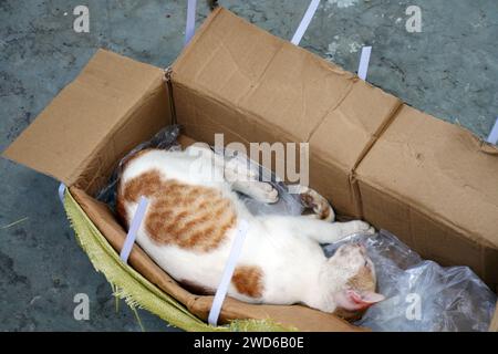 Eine arme orangene weiße Katze schläft in einem Karton, eine Ingwerkatze wird von ihrem Besitzer in einem Karton weggeworfen. Stockfoto