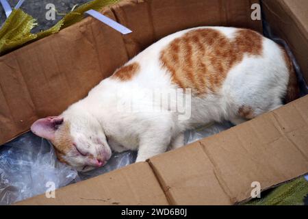 Eine arme orangene weiße Katze schläft in einem Karton, eine Ingwerkatze wird von ihrem Besitzer in einem Karton weggeworfen. Stockfoto