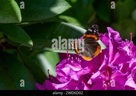 Issaquah, Washington, USA. Roter Admiral Schmetterling auf einem pazifischen Rhododendron in Blüte. Stockfoto